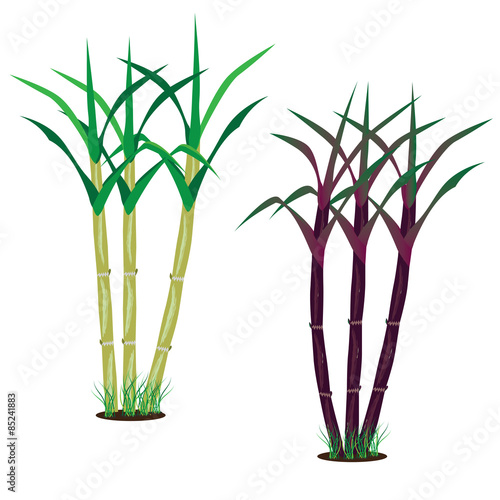 sugarcane vector design