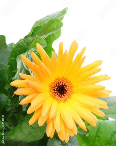 Yellow beautiful flower on ...