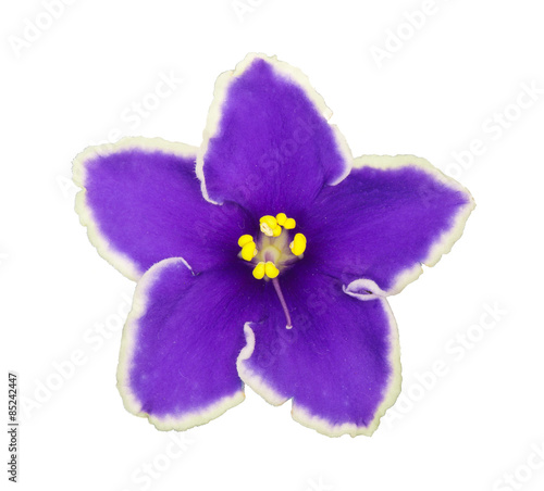 Saintpolia (violet) flower isolated.