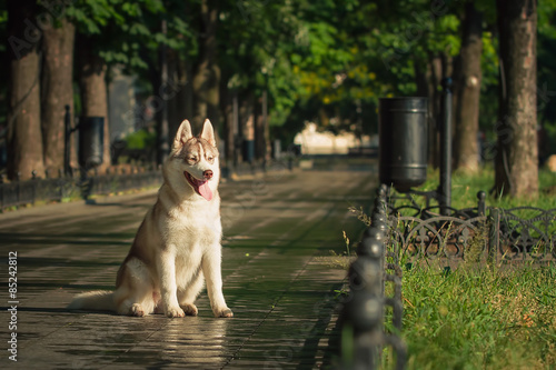 Dog. Portrait on the lawn in the urban environment. Portrait of Siberian Husky photo