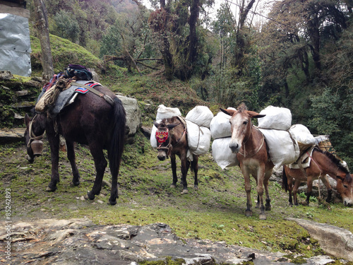 the mules are carrying stuffs for trekking in Nepal © pandara
