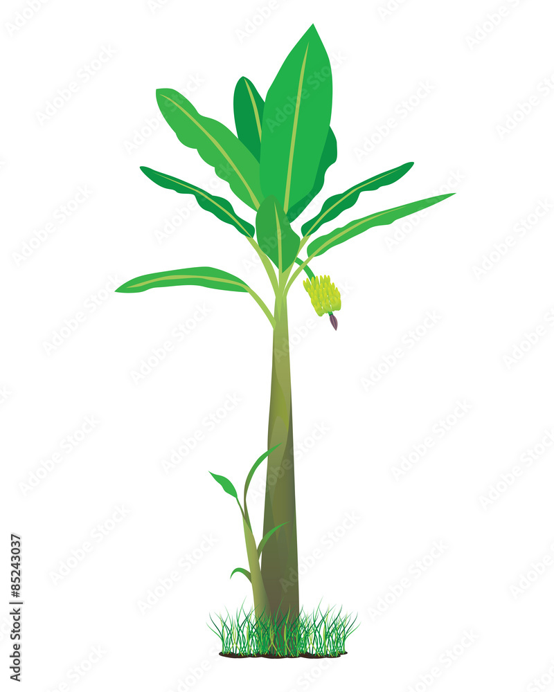 Fototapeta premium banana plant vector design