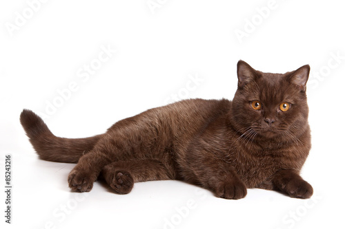 Brown british cat lies and looks at the camera  isolated on white 
