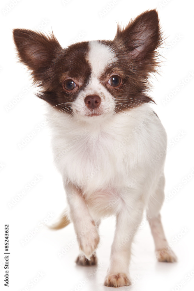 Chihuahua puppy standing and looking at the camera (isolated on white)