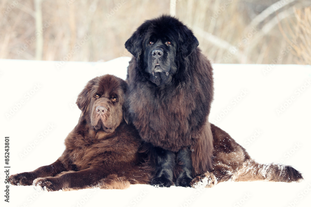 Two Newfoundland dogs lie winter