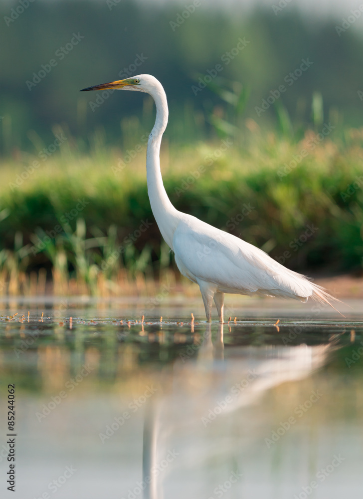 Fototapeta premium Great egret