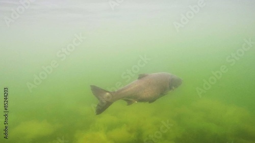 Rare underwater footage of The bighead carp (Hypophthalmichthys nobilis). Big fish in pure lake.