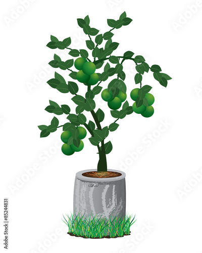 lime plant vector design