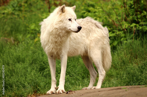 Arctic wolf in the summer