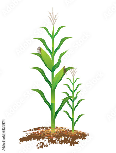 corn plant vector design