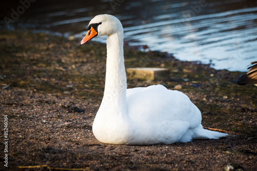 Swan resting on the shore in Helsinki, Finland