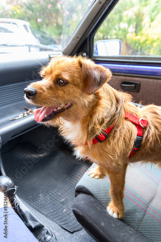 Little brown dog waiting inside a car on passenger seat