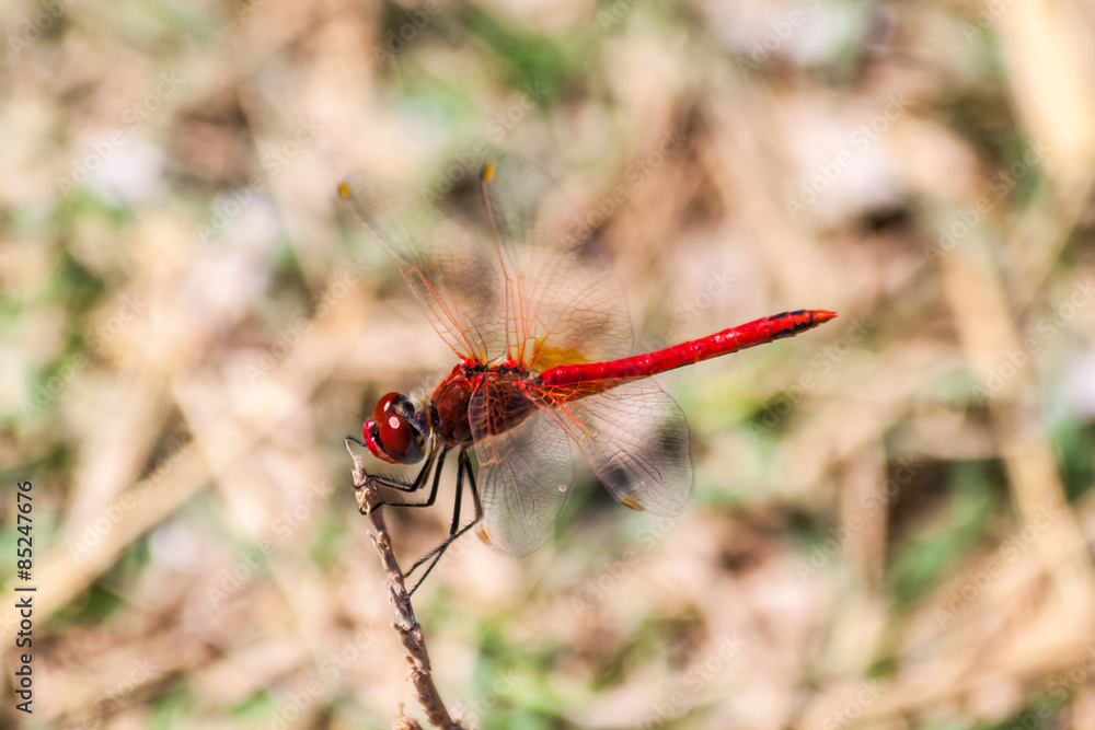 Red dragonfly on a branch on the island of Thassos Greece Red dragonfly on a branch on the island of Thassos Greece
