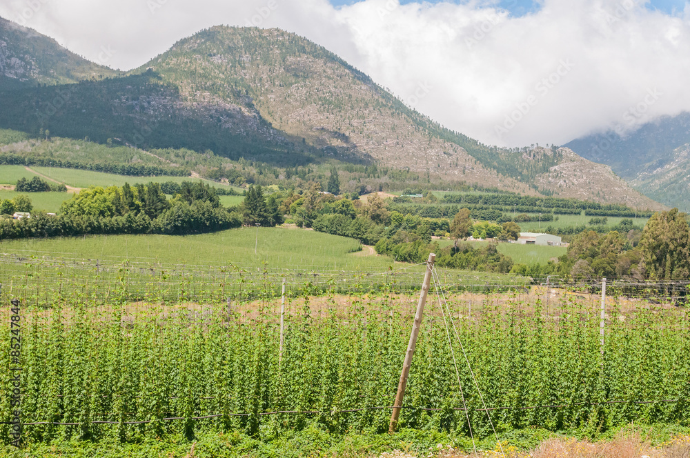 Hops next to the road above the Outeniqua Pass