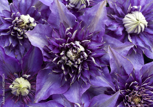 Purple Clematis flowers background