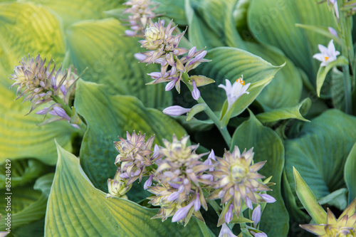 Fototapeta Naklejka Na Ścianę i Meble -  Funkien