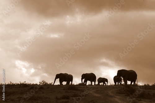 A silhoette of a herd of African elephants at sunset