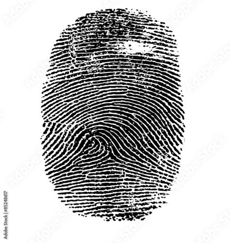 Vector illustration of fingerprint isolated on white