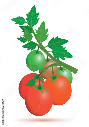 fresh tomato vector design