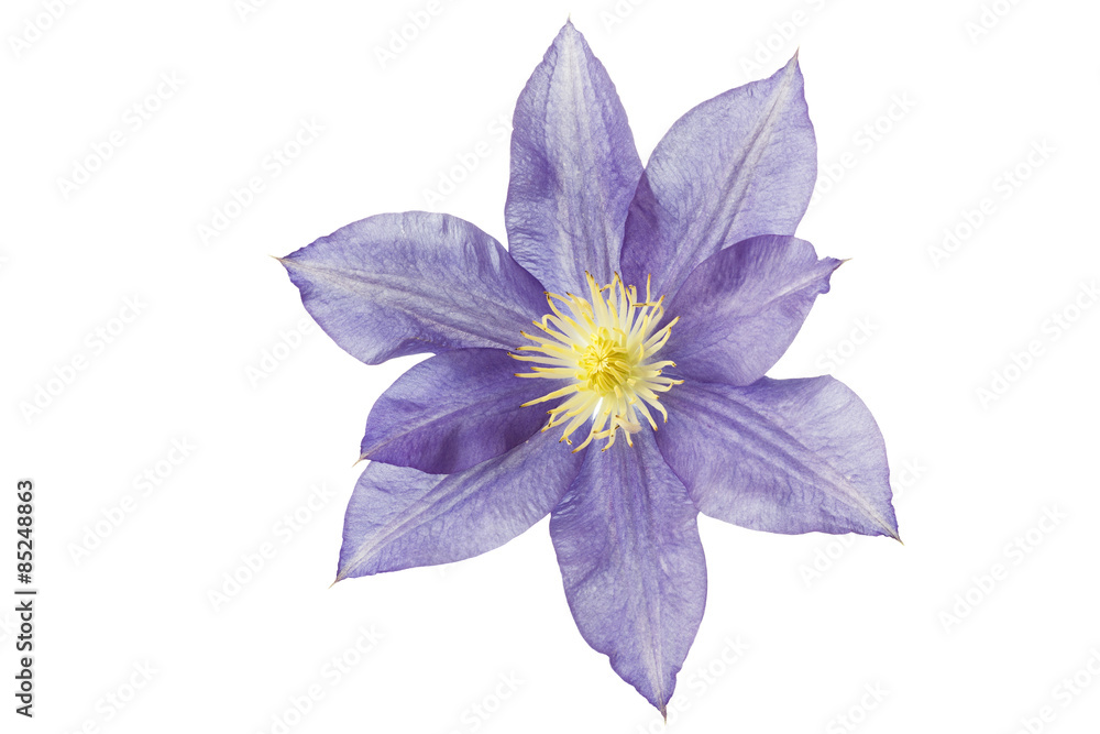 Einzelne Blüte einer Clematis, freigestellt Einzelne Blüte einer Clematis, freigestellt