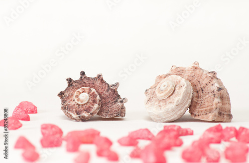 Seashell and purple stones on white background