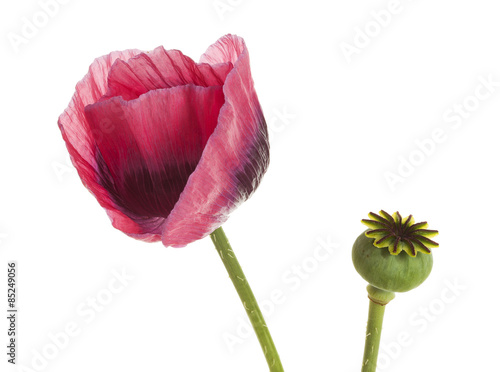 Fototapeta Naklejka Na Ścianę i Meble -  Papaver somniferum flower and seed pod