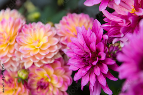 Fototapeta Naklejka Na Ścianę i Meble -  Dahlien