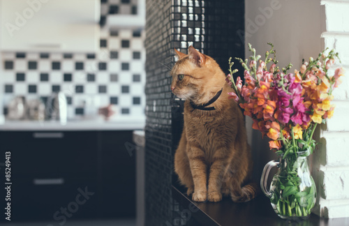 Fototapeta Naklejka Na Ścianę i Meble -  Domestic red cat