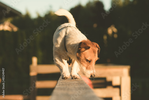 Fototapeta Naklejka Na Ścianę i Meble -  Curious dog looking down balancing on beam