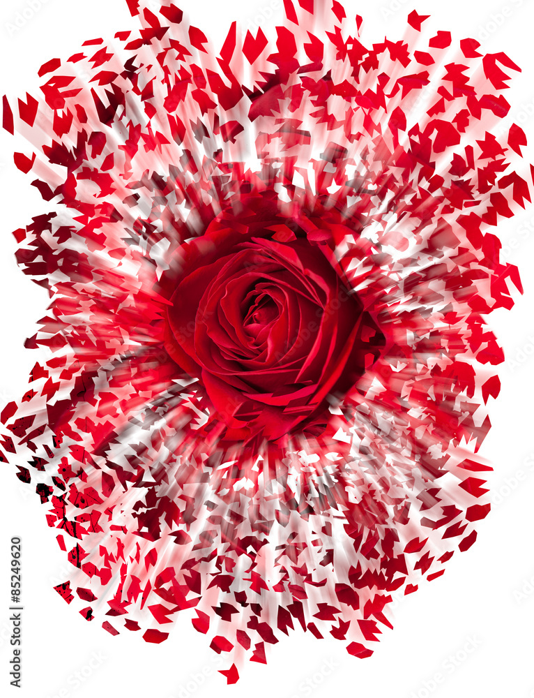 Obraz premium Close up of red rose exploding
