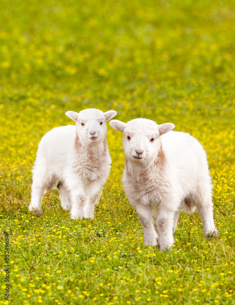 Obraz premium Twin baby lambs in flower meadow