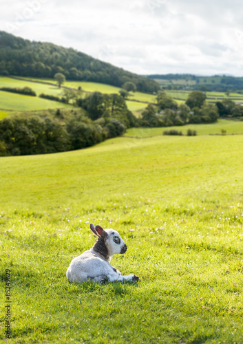 Black and white lamb in meadow