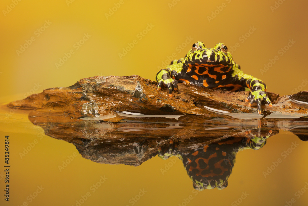 Obraz premium Fire Belly Toad reflection 