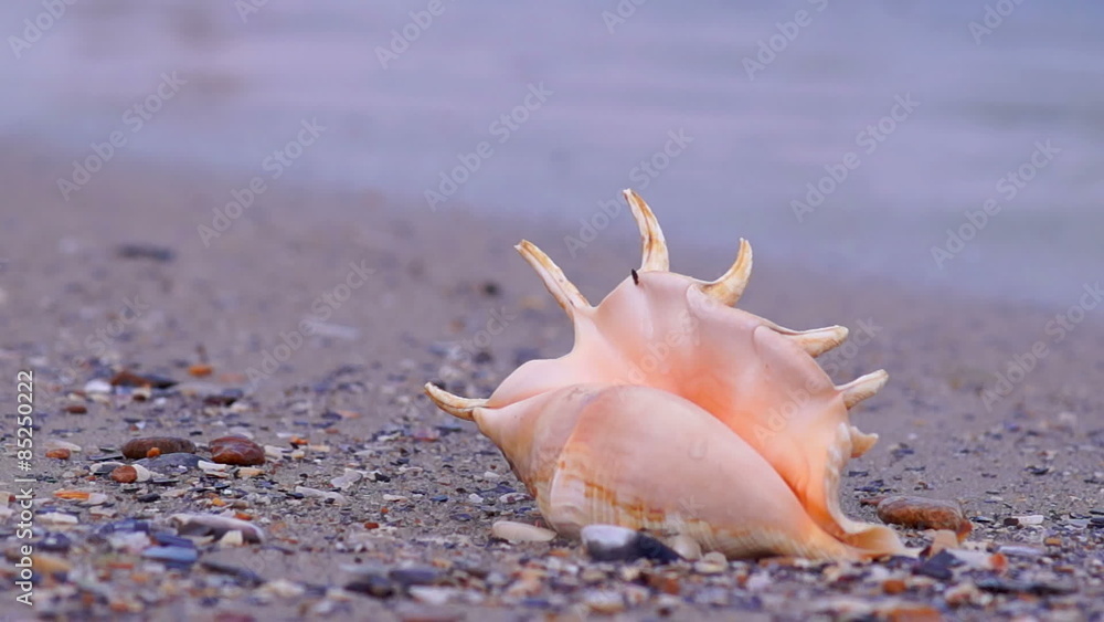 Sea Shell on the Edge of the Water Washed by the Sea Waves Sea Shell on the Edge of the Water Washed by the Sea Waves