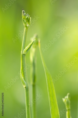 Knospende Gelbrote Taglilie / Budding yellow daylily
