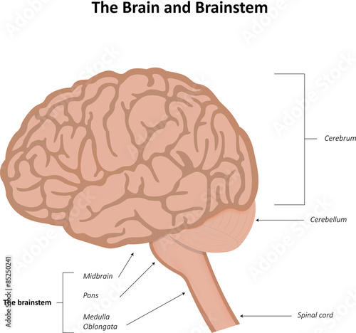 The Brain and Brainstem