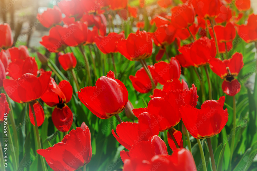 Fototapeta premium field of red tulips