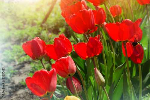 cute red tulips