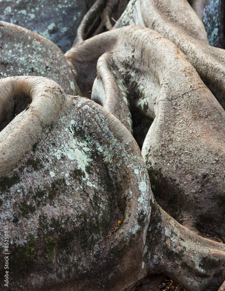 Obraz premium Moreton Bay Fig tree roots