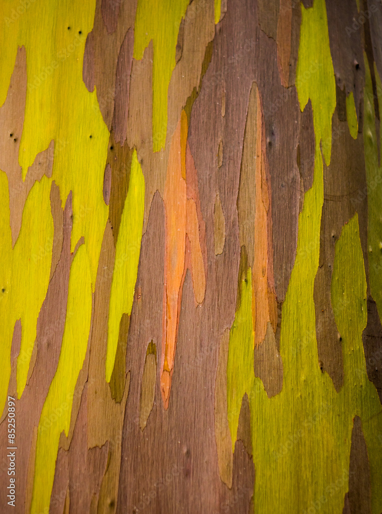 Detail of colorful bark of Rainbow Eucalyptus tree