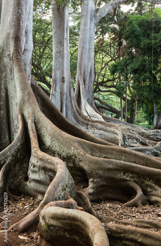 Moreton Bay Fig tree roots