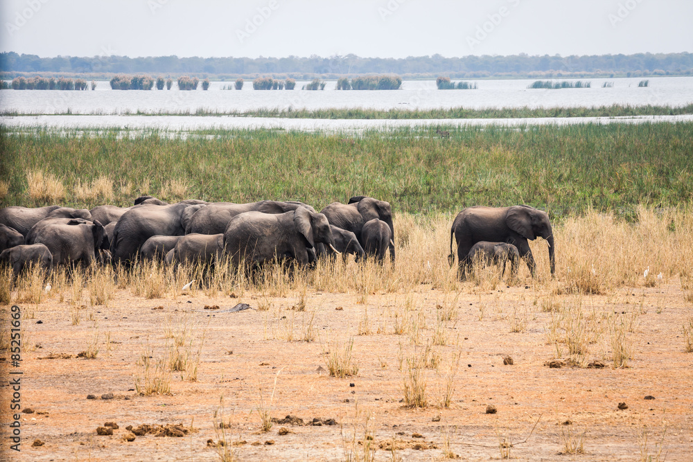 Fototapeta premium Wild african elephant