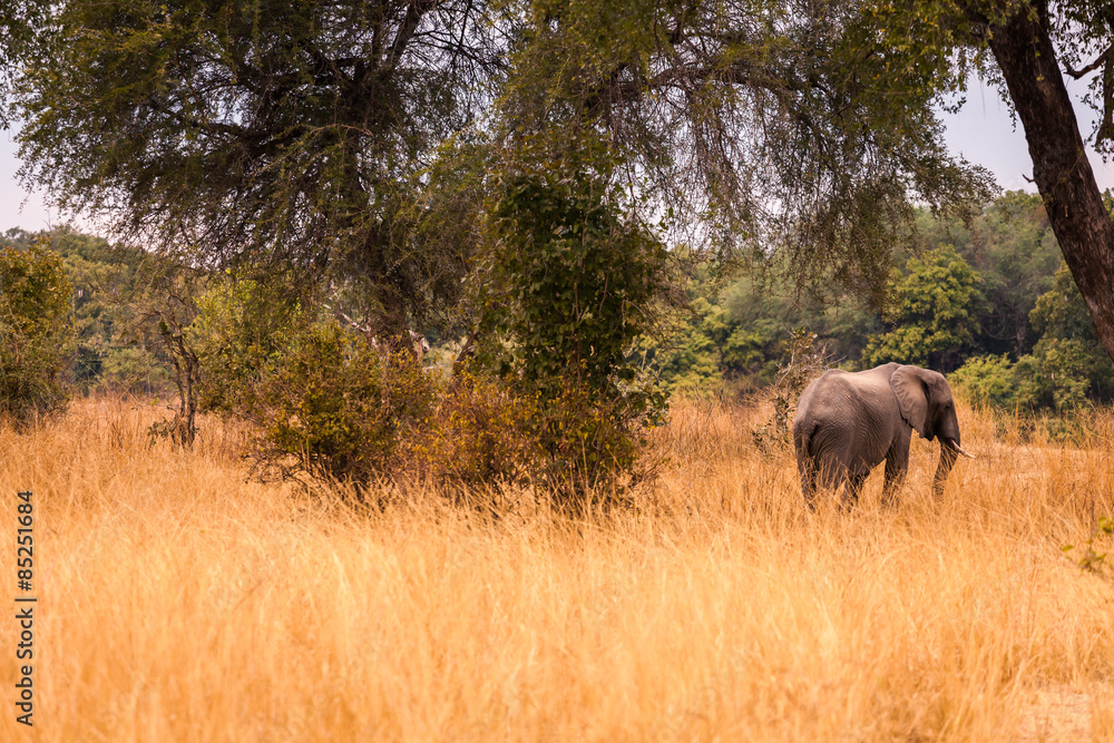 Fototapeta premium Wild african elephant