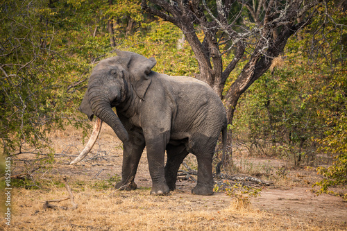 Wild african elephant © sabino.parente