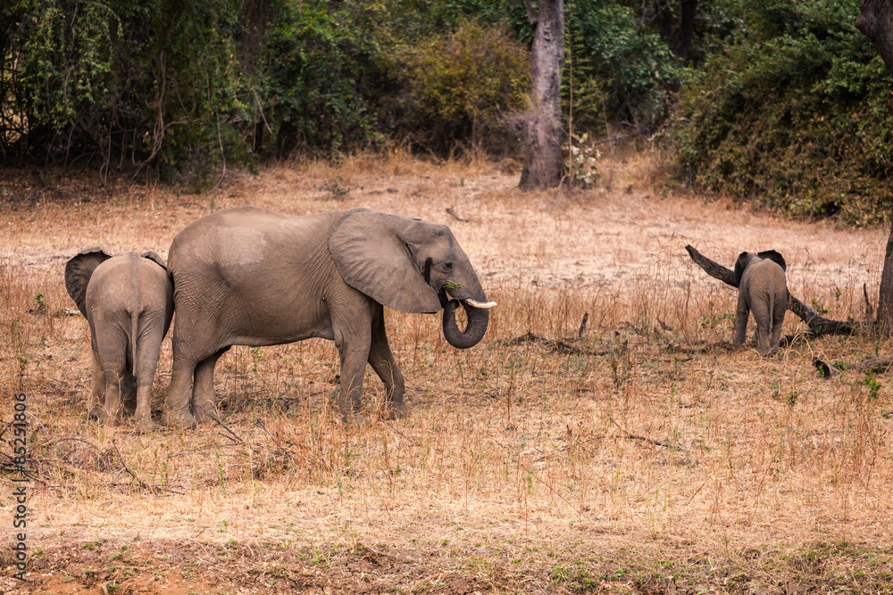 Fototapeta premium Wild african elephant