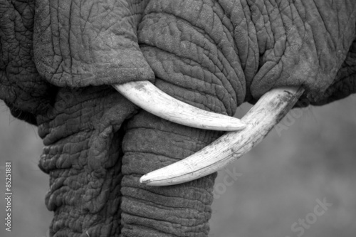 Photography This amazing black and white photo of two elephants interacting was taken on safari in Africa