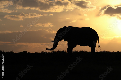 A beautiful silhouette of a elephant bull against an amazing African sunset. Taken on safari in South Africa.