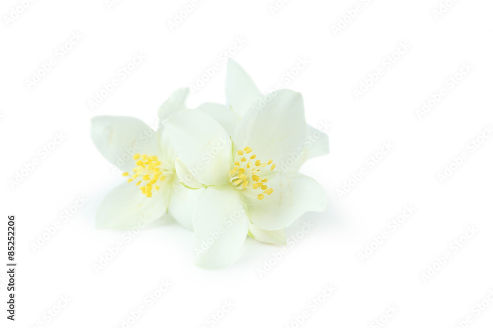 Obraz premium White flowers of jasmine isolated on white