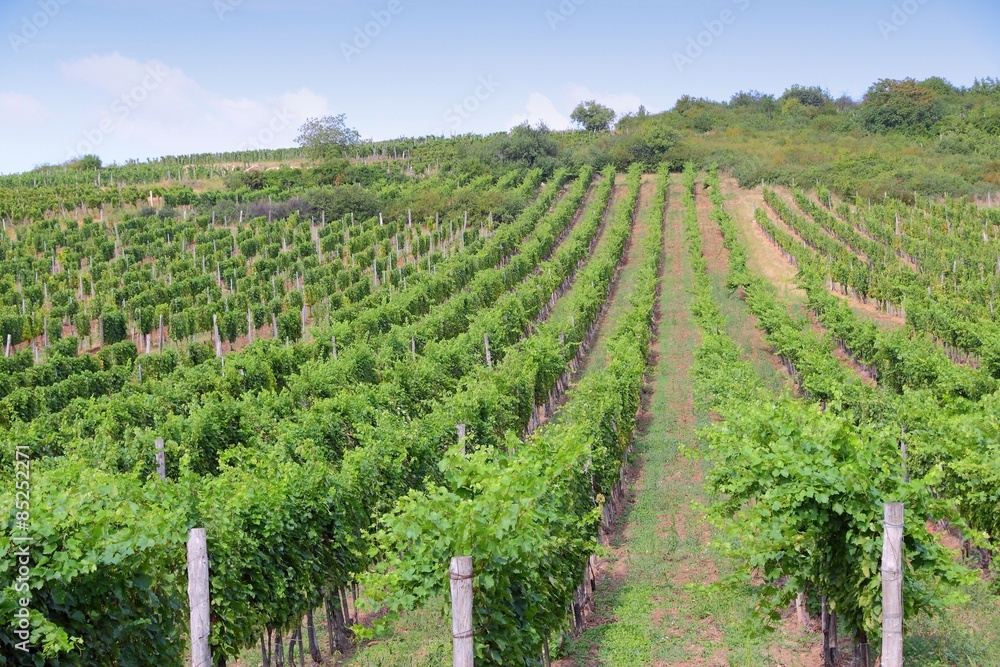 Hungary vineyard in Tokaj