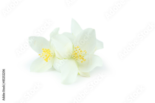 White flowers of jasmine isolated on white © 5second